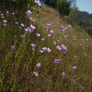 Clarkia sp